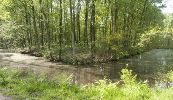 Stropersbos