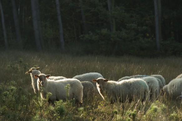 Schapenbegrazing