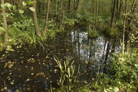 Broekbos