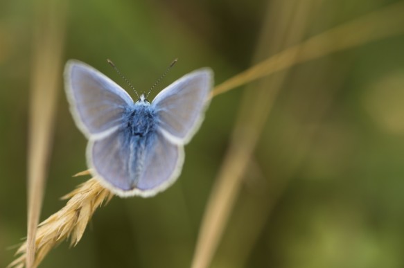 Icarus blauwtje