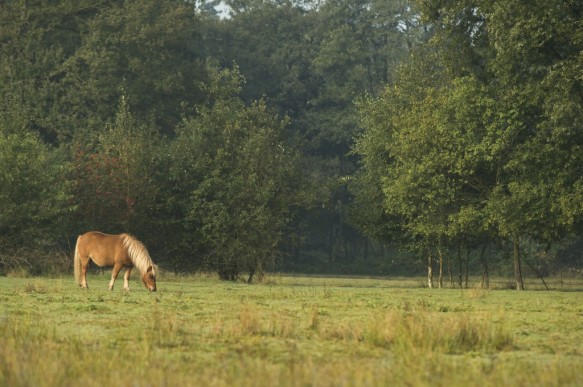 Paard in het Stropersbos.