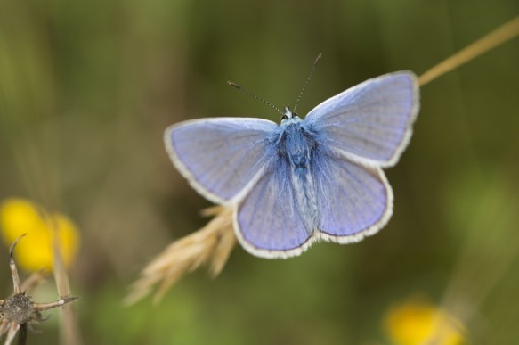 Icarus blauwtje