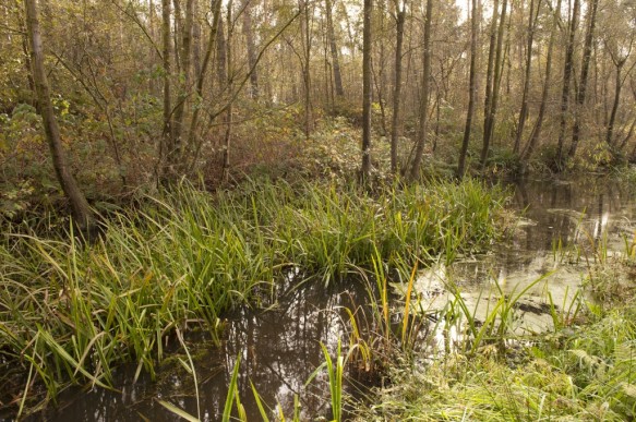 Stropersbos