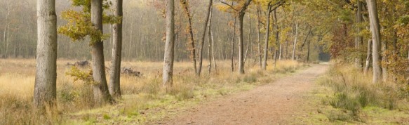 Stropersbos