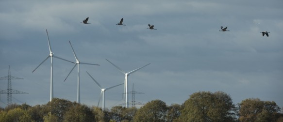 Kraanvogels