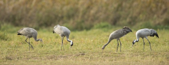 Kraanvogels