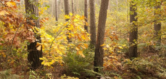 Herfst in het bos.