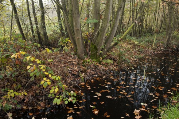 Stropersbos