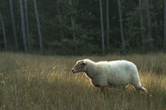 Schapenbegrazing