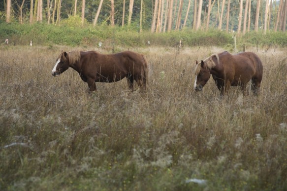 Begrazing door paarden.
