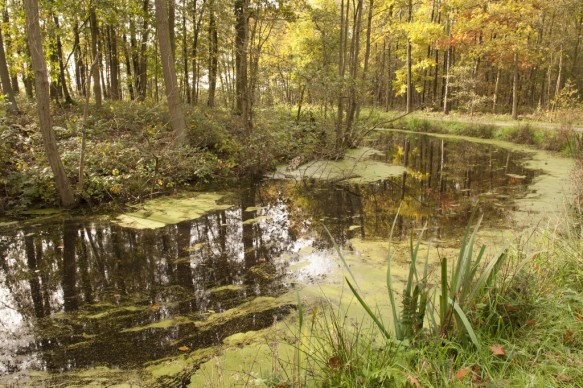 Beek in het Bos.