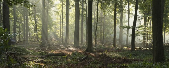 Heideveld-Bornebeek