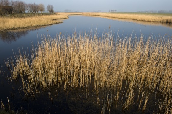 Molenkreek