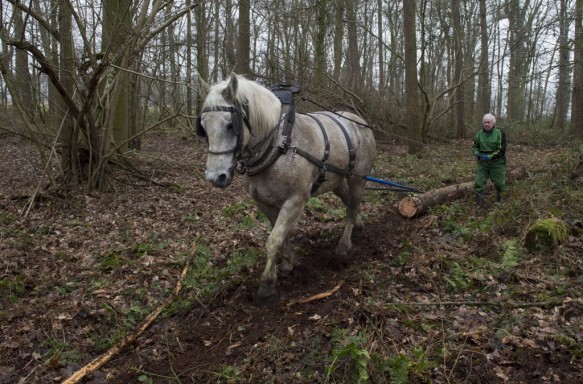 Bosexploitatie met paard