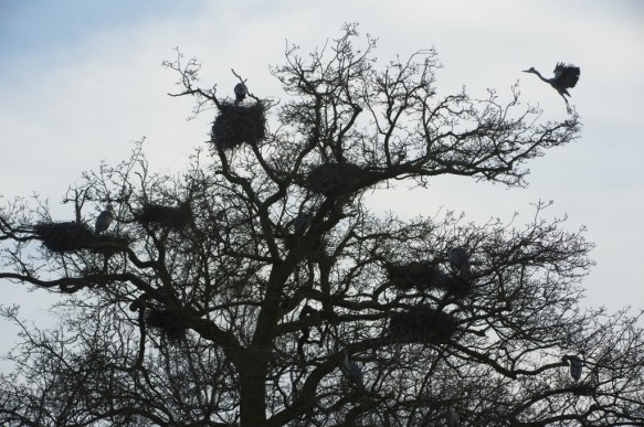 Blauwe reigers