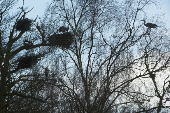 Blauwe reigers