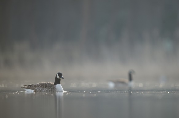 Canadese gans