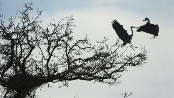 Blauwe reigers
