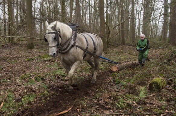 Bosexploitatie met paard