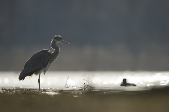 Blauwe reiger