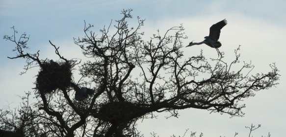 Blauwe reigers