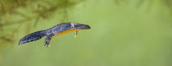 Alpenwatersalamander