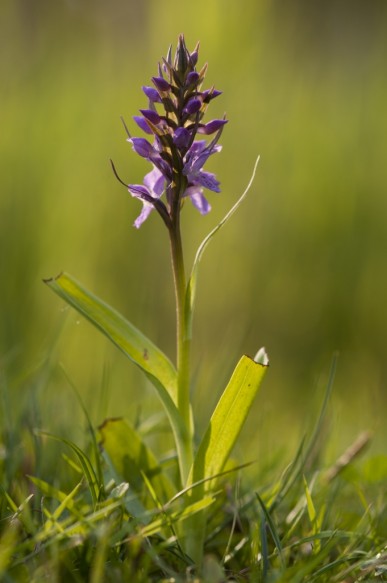 Rietorchis