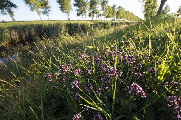 Marjolein