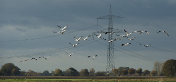 Kraanvogels