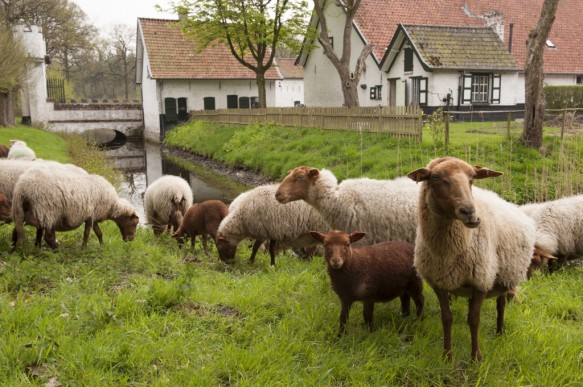 Schapenbegrazing