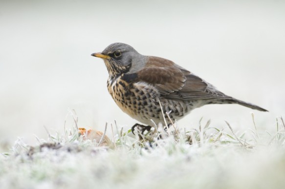 Kramsvogel