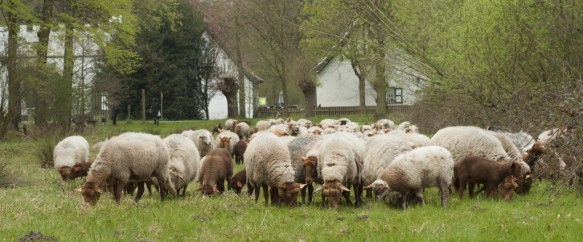 Schapenbegrazing