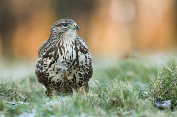 Buizerd