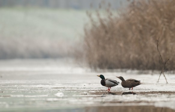 Wilde eend