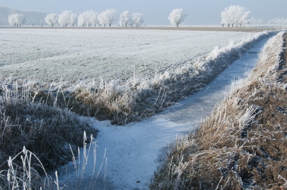 Polder in de winter.