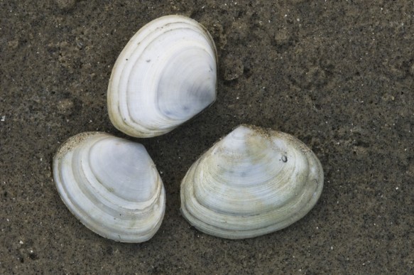 Platte slijkgapers