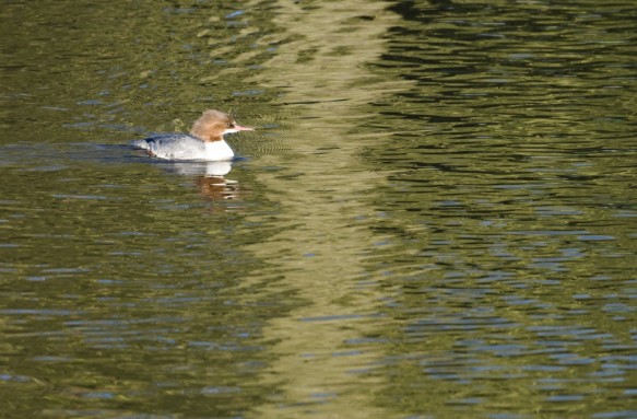 Grote zaagbek