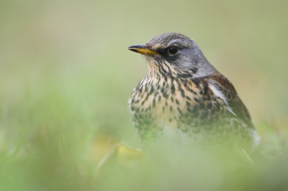 Kramsvogel