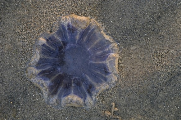 Blauwe haarkwal