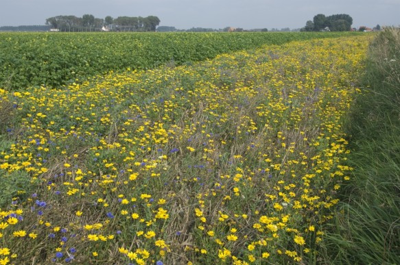 Ecologische akkerrand