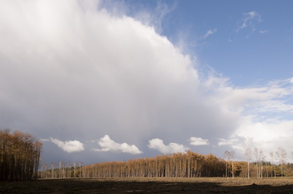 Maldegemveld