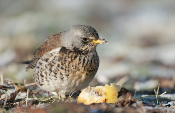 Kramsvogel