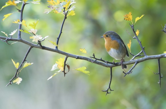 Roodborst