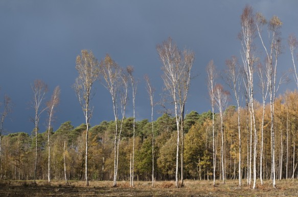Maldegemveld