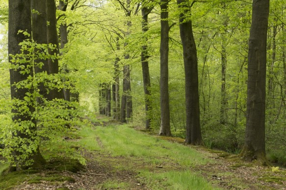 De Vaanders