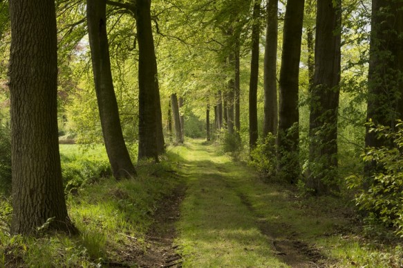 De Vaanders