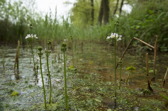 Waterviolier