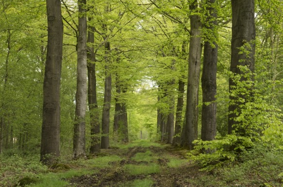 De Vaanders