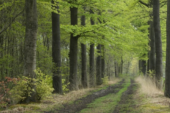 De Vaanders