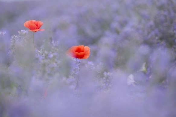 Lavendel
